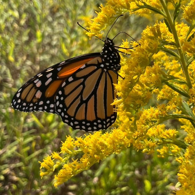 Late Blooming Nectar Sources Fuel The Journey South