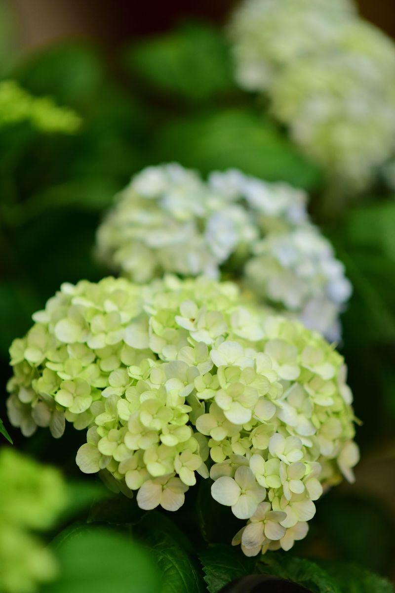 Late Blooms Fade Straight To Green Late Blooms Fade Straight To Green