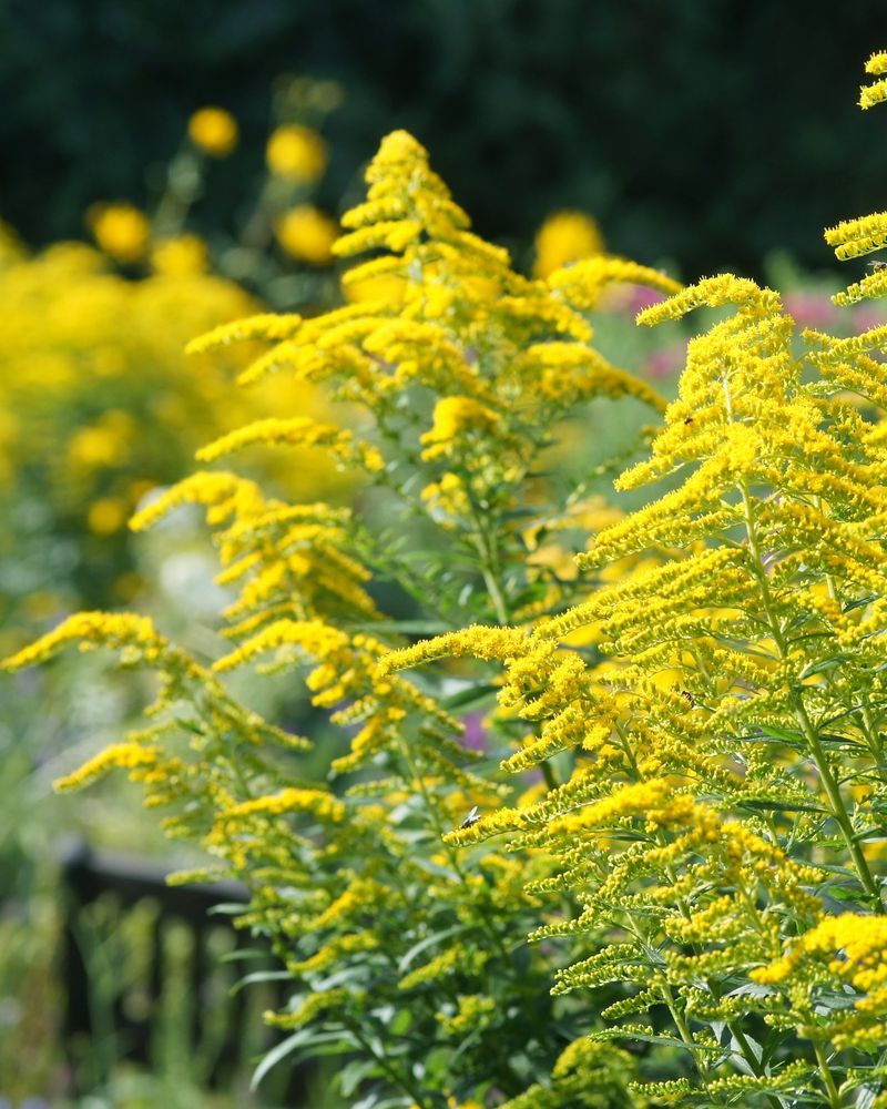 Late Blooms Keep Pollinators Fed