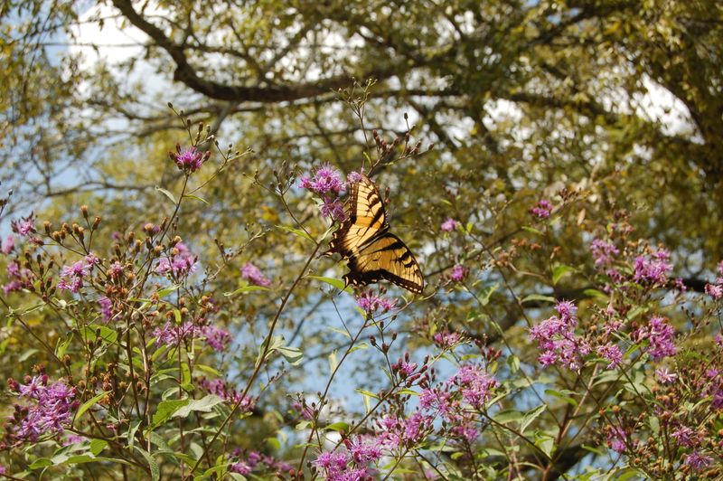 Late Blooms Provide Valuable Food For Visiting Pollinators