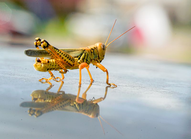 Late Control Gets Harder Once Grasshoppers Can Fly Late Control Gets Harder Once Grasshoppers Can Fly
