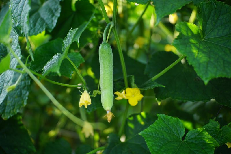 Late Cucumbers Require Consistent Watering Late Cucumbers Require Consistent Watering