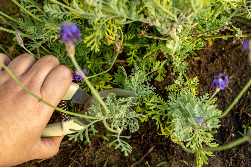 Late Cuts Can Push Tender Growth Before Frost Late Cuts Can Push Tender Growth Before Frost