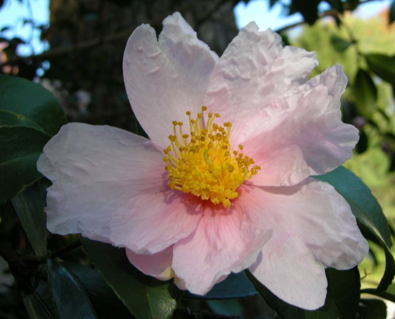 Late-Fall Blooms Bring Color As Many Other Plants Wind Down Late-Fall Blooms Bring Color As Many Other Plants Wind Down