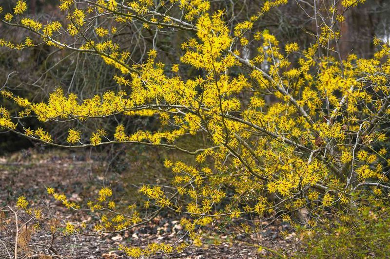 Late-Fall Flowers Bring Color After Most Plants Have Finished