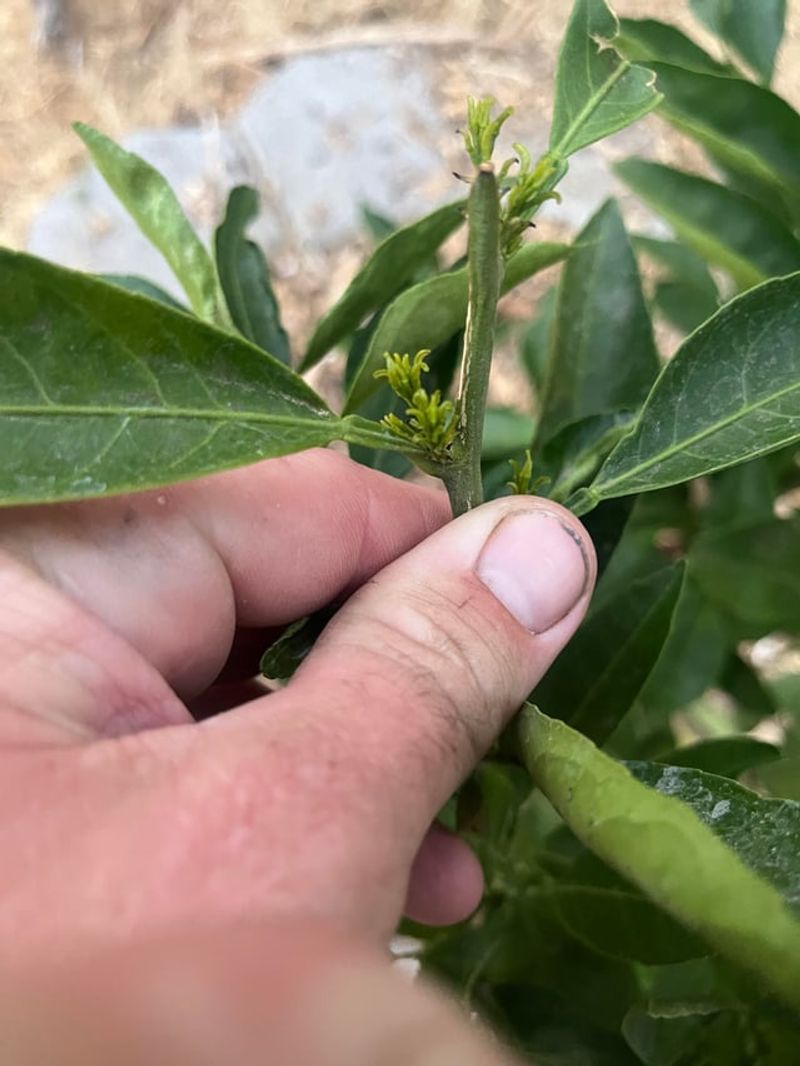 Late Fertilizing Can Trigger A Flush Of Tender Growth