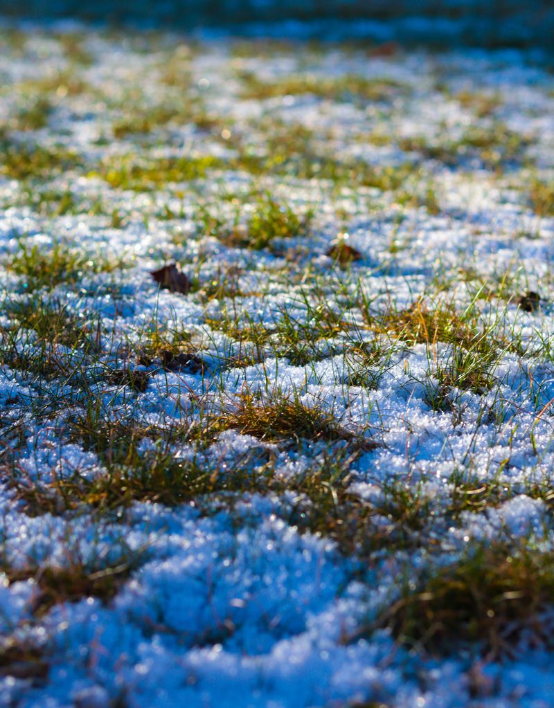 Late Fertilizing Invites Cold-Season Risk