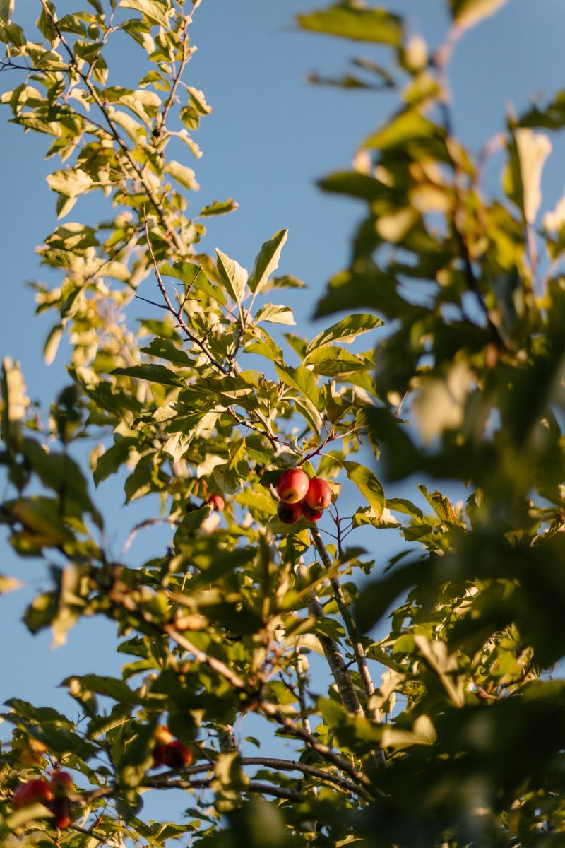 Late Fertilizing Pushes Fruit Trees Into New Tender Growth Late Fertilizing Pushes Fruit Trees Into New Tender Growth