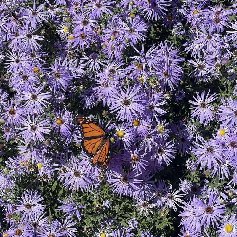 Late Flowers Feed Pollinators