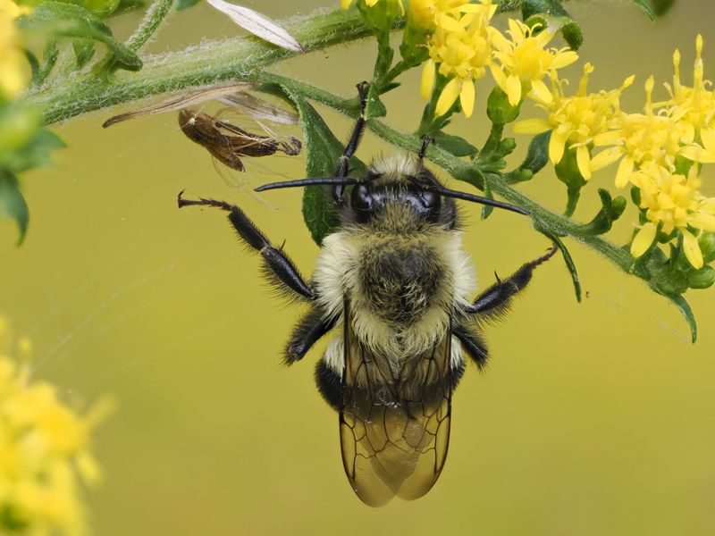 Late Flowers Provide Valuable Food For Pollinators