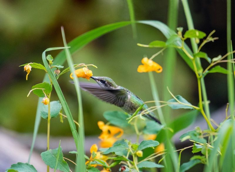 Late Flowers Still Provide Valuable Food