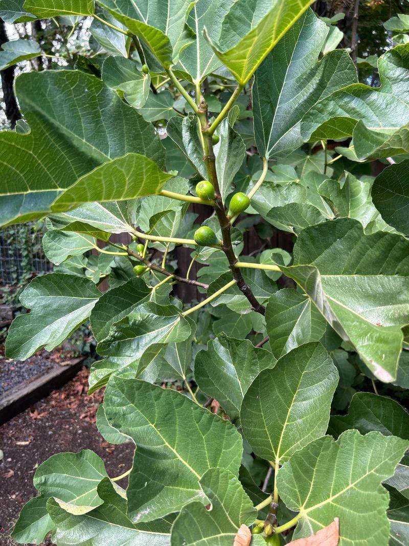 Late-Forming Fruit May Run Out Of Warm Weather