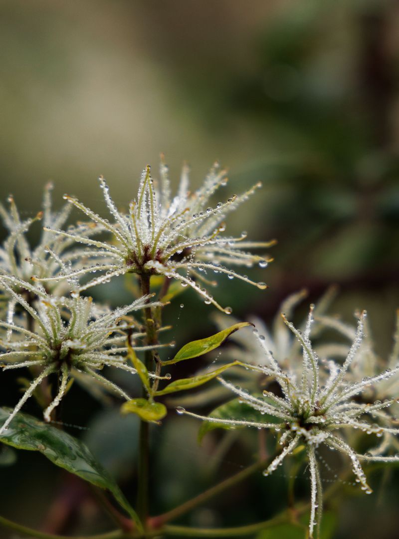 Late Frost Damages Buds