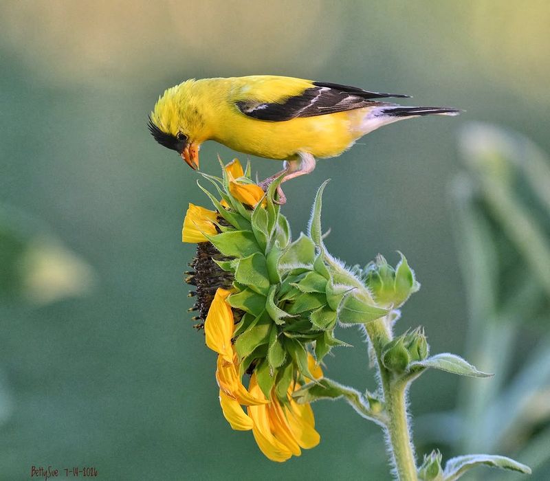 Late Nesting Puts Parents On The Move Late Nesting Puts Parents On The Move