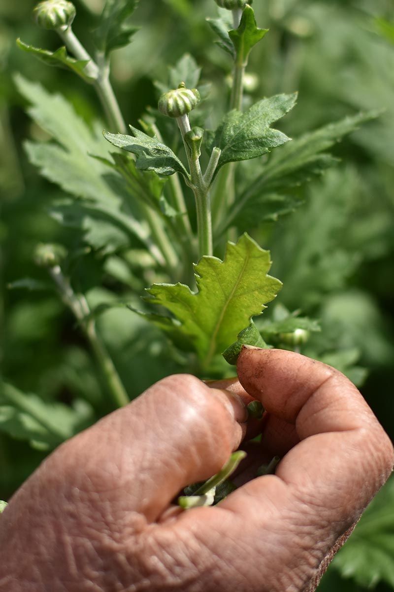 Late Pinching Can Remove The Buds Your Mums Need For Fall Late Pinching Can Remove The Buds Your Mums Need For Fall