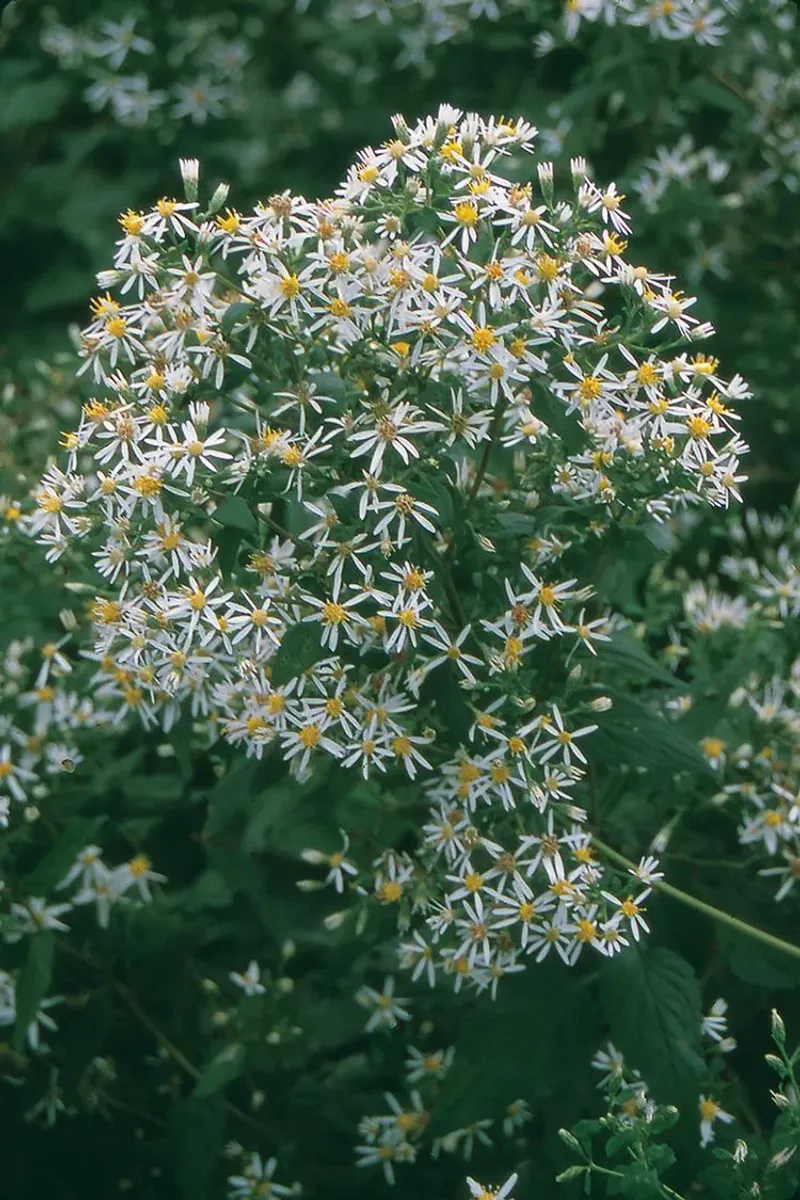 Late Pollinators Find Fresh Flowers In August Late Pollinators Find Fresh Flowers In August