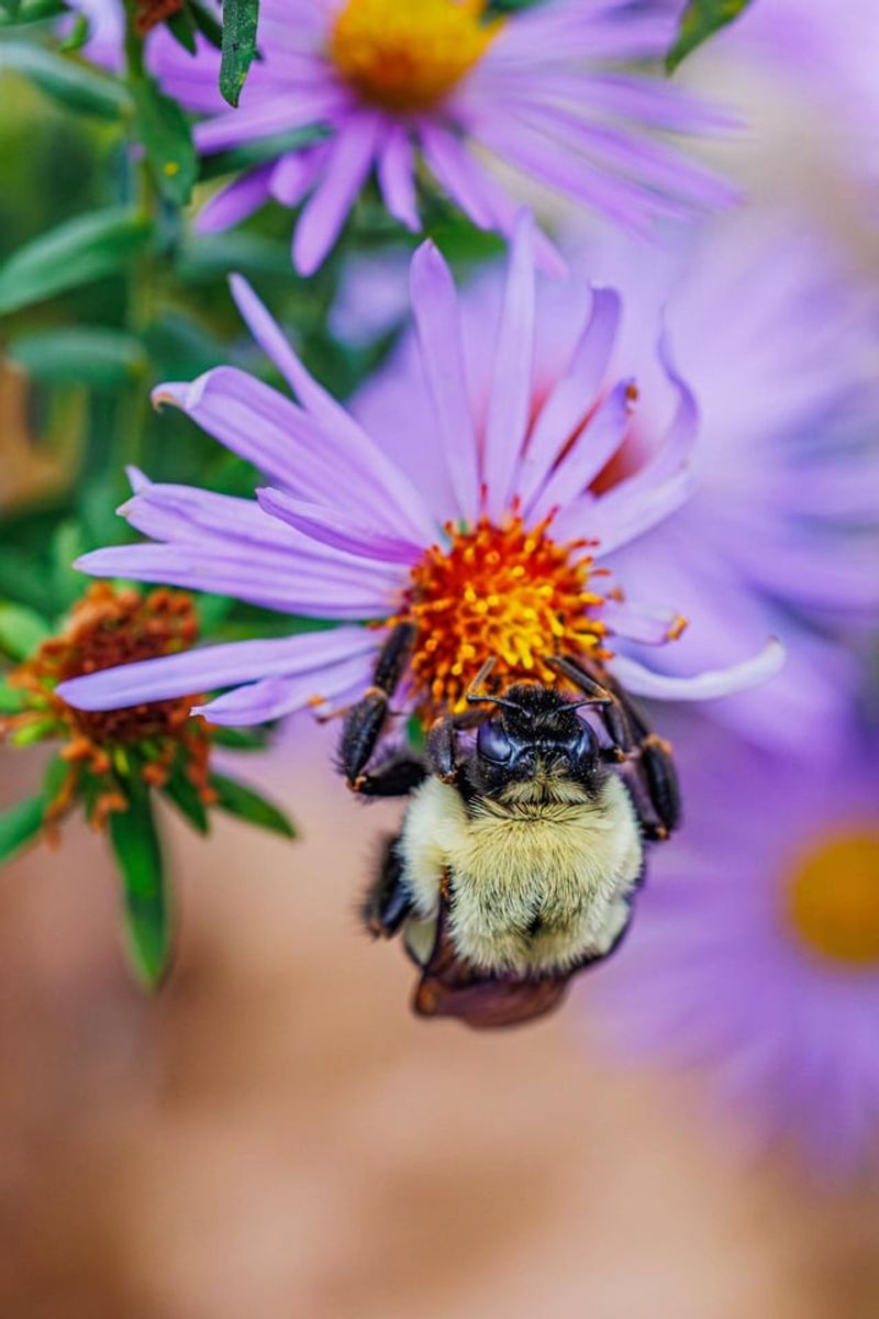 Late Pollinators Flock To The Fresh Blooms Late Pollinators Flock To The Fresh Blooms