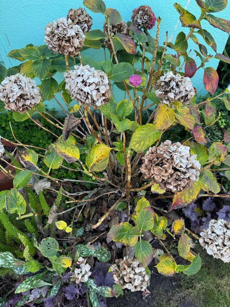 Late Pruning Can Remove More Than You Think