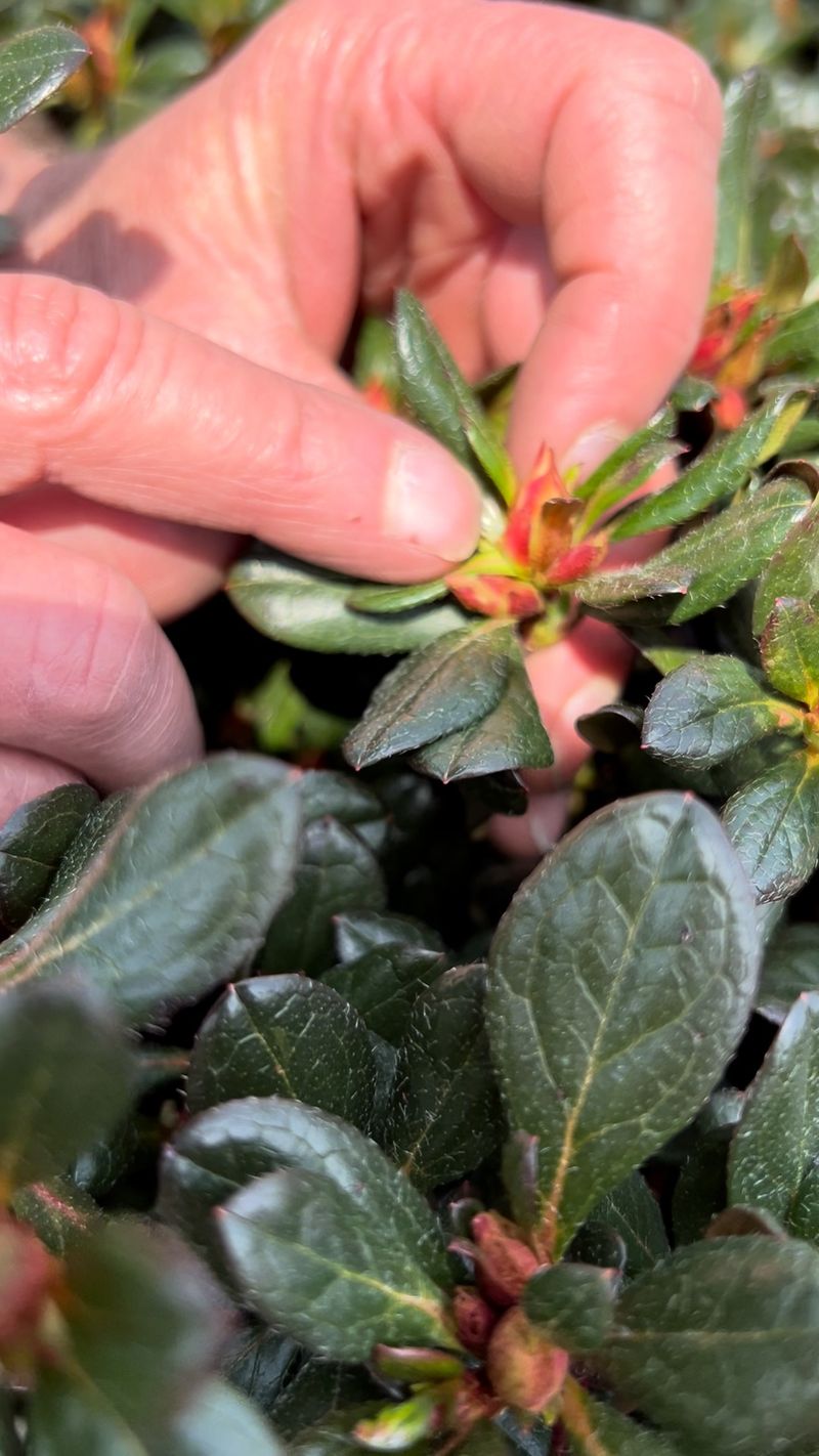 Late Pruning Can Remove Next Spring's Blooms