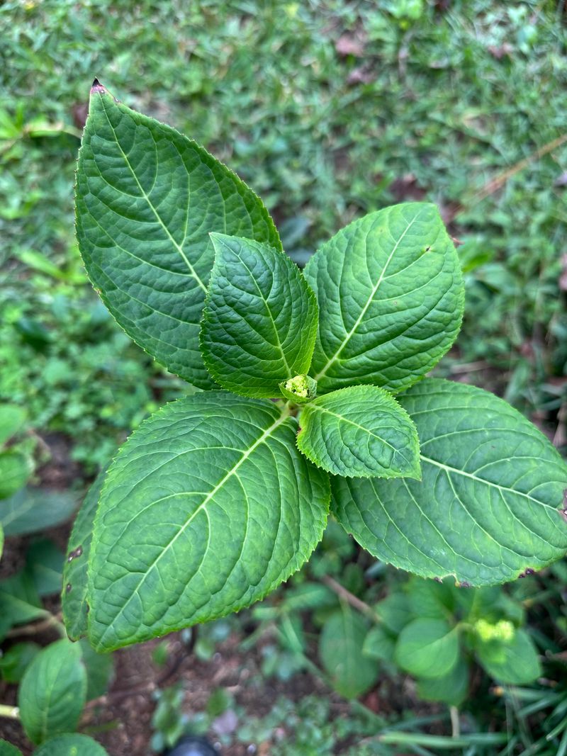 Late Pruning Can Remove Next Year's Flower Buds