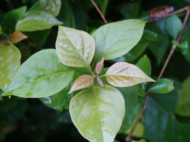 Late Pruning Can Remove The Winter Color You Want Late Pruning Can Remove The Winter Color You Want