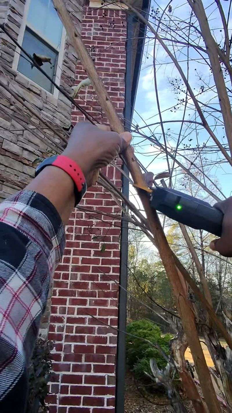 Late Pruning Can Trigger New Growth