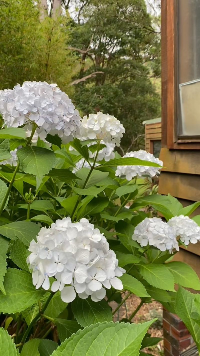 Late Pruning Removes Flowers