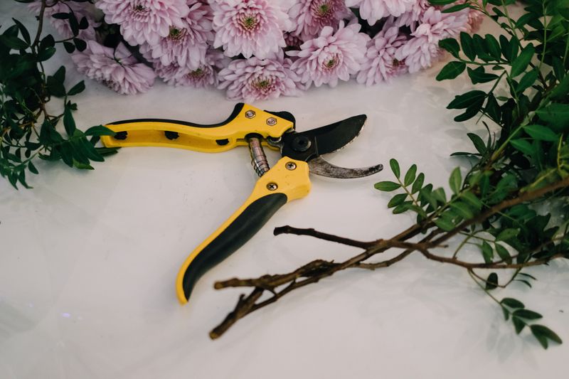 Late Pruning Stimulates Weak, Tender New Growth