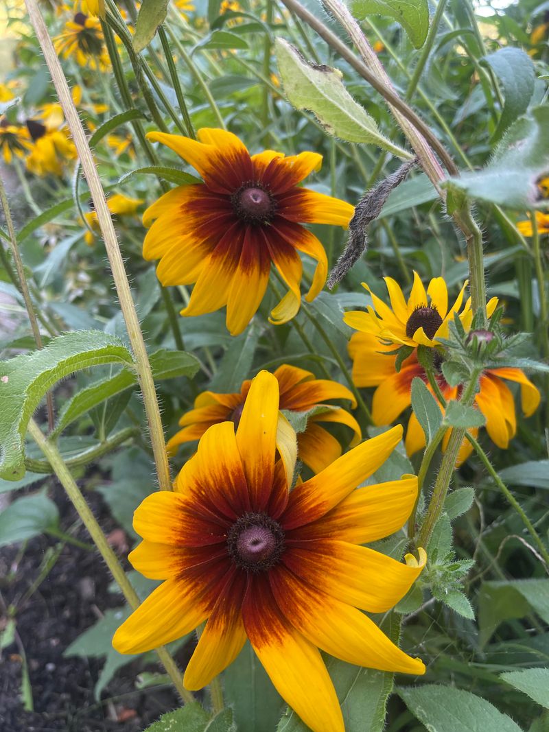 Late Rudbeckia Stretches The Blooming Calendar