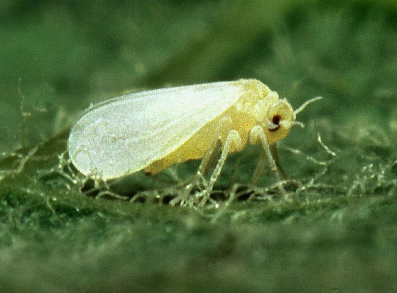 Late Season Heat Speeds Up Each Whitefly Generation