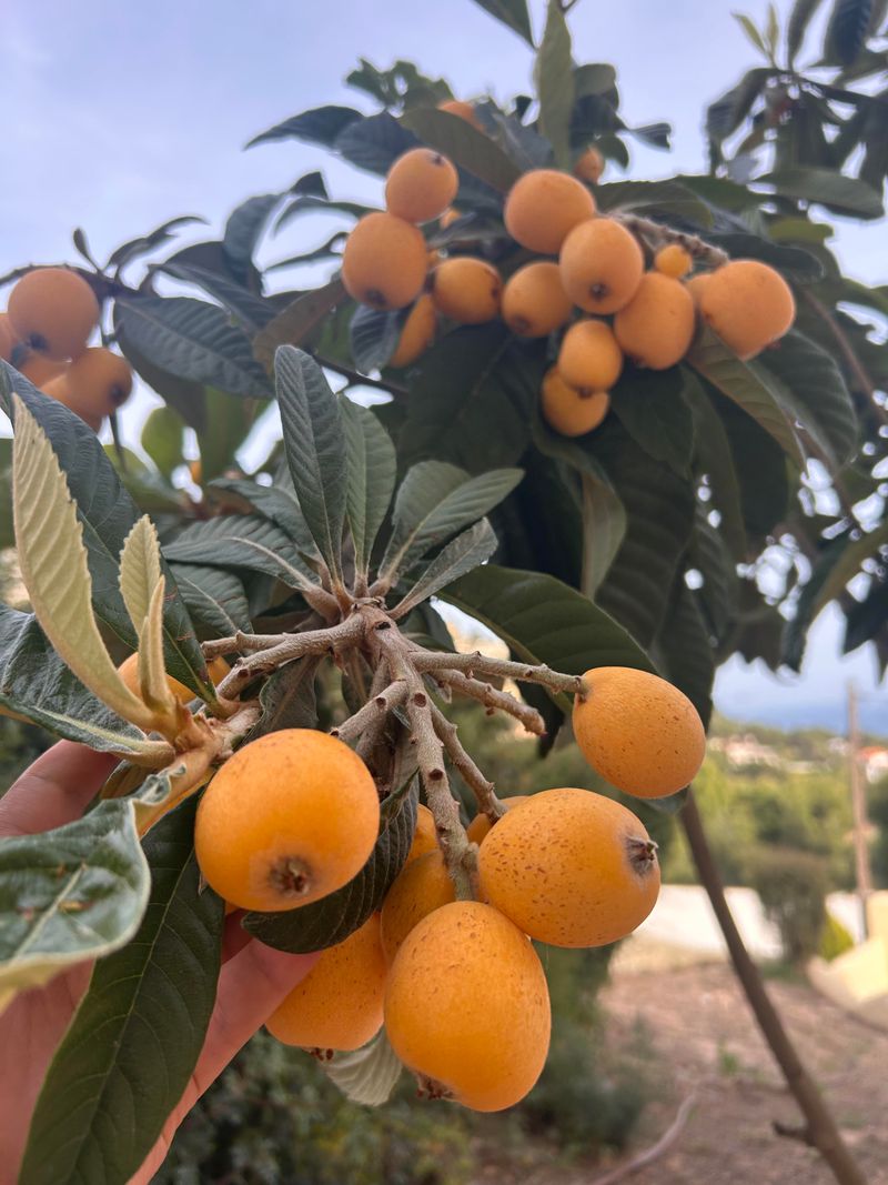 Late-Spring Fruit Fills An Overlooked Harvest Window Late-Spring Fruit Fills An Overlooked Harvest Window