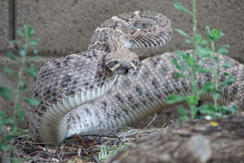 Late Summer Activity Can Bring Rattlesnakes Closer To Homes Late Summer Activity Can Bring Rattlesnakes Closer To Homes