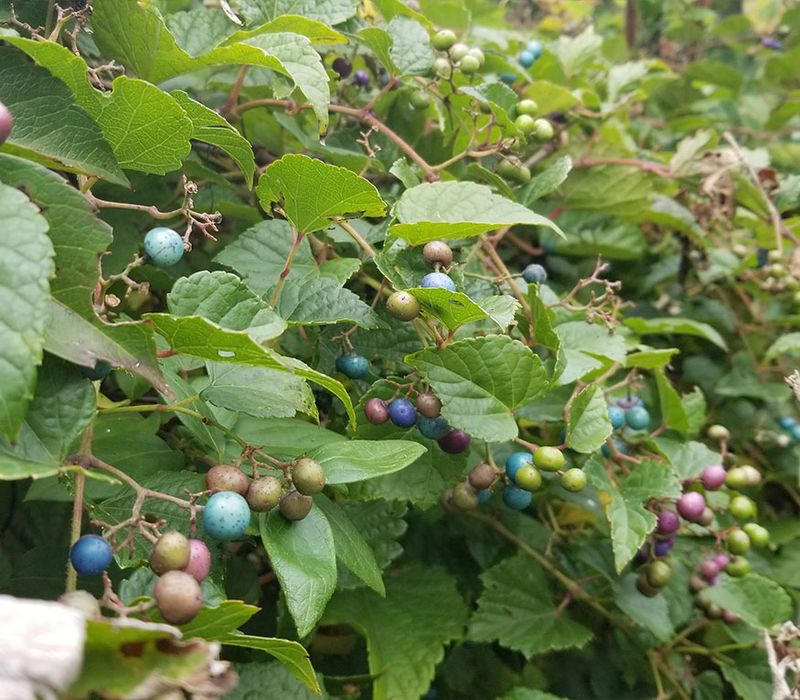 Late Summer And Fall Are Good Times To Check For Porcelain Berry Late Summer And Fall Are Good Times To Check For Porcelain Berry
