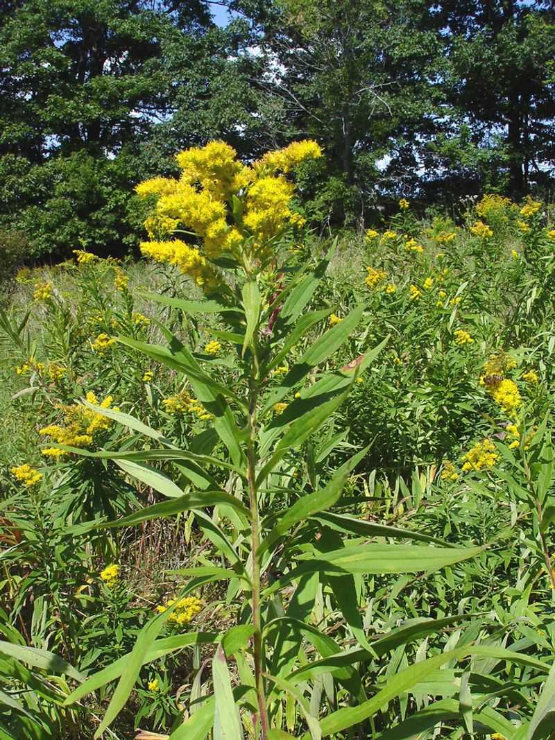Late-Summer Blooms Bring Color To Open Pennsylvania Landscapes