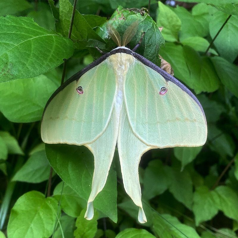 Late Summer Brings Moths Out In Numbers Late Summer Brings Moths Out In Numbers