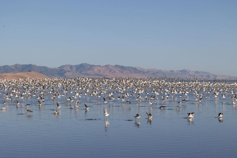 Late Summer Brings The Largest Bird Gathering Of The Year To The Shoreline Late Summer Brings The Largest Bird Gathering Of The Year To The Shoreline