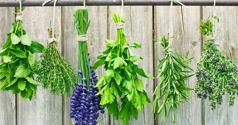 Late Summer Can Be A Great Time To Capture Herbs At Peak Flavor