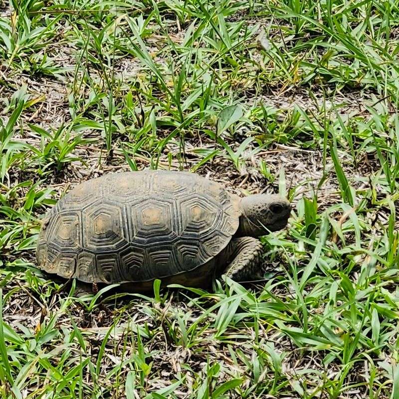 Late Summer Can Bring More Movement Through The Area