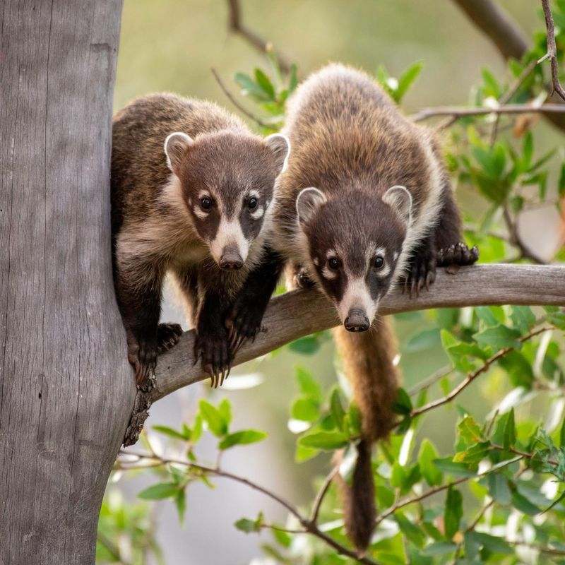 Late Summer Changes Where Coatimundis Search For Food