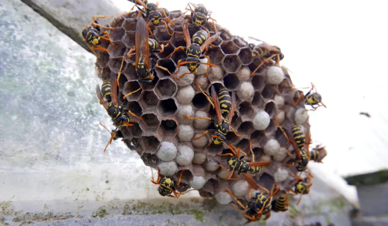 Late-Summer Colonies Reach Their Largest Size