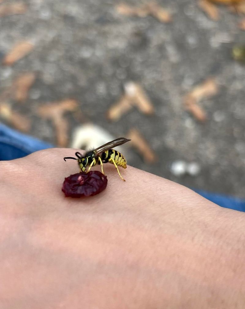 Late-Summer Colony Changes Shift Yellowjackets Toward Sugary Foods