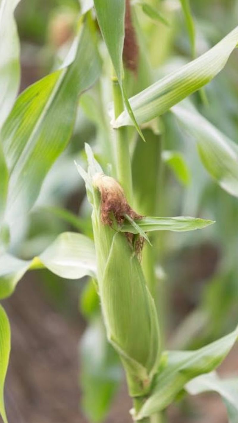 Late-Summer Corn Can Face Greater Pressure Late-Summer Corn Can Face Greater Pressure