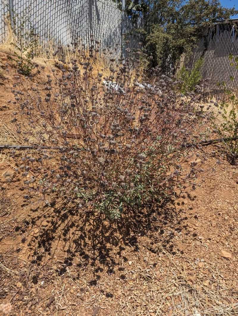 Late-Summer Dryness Can Reveal Weak Spots Late-Summer Dryness Can Reveal Weak Spots