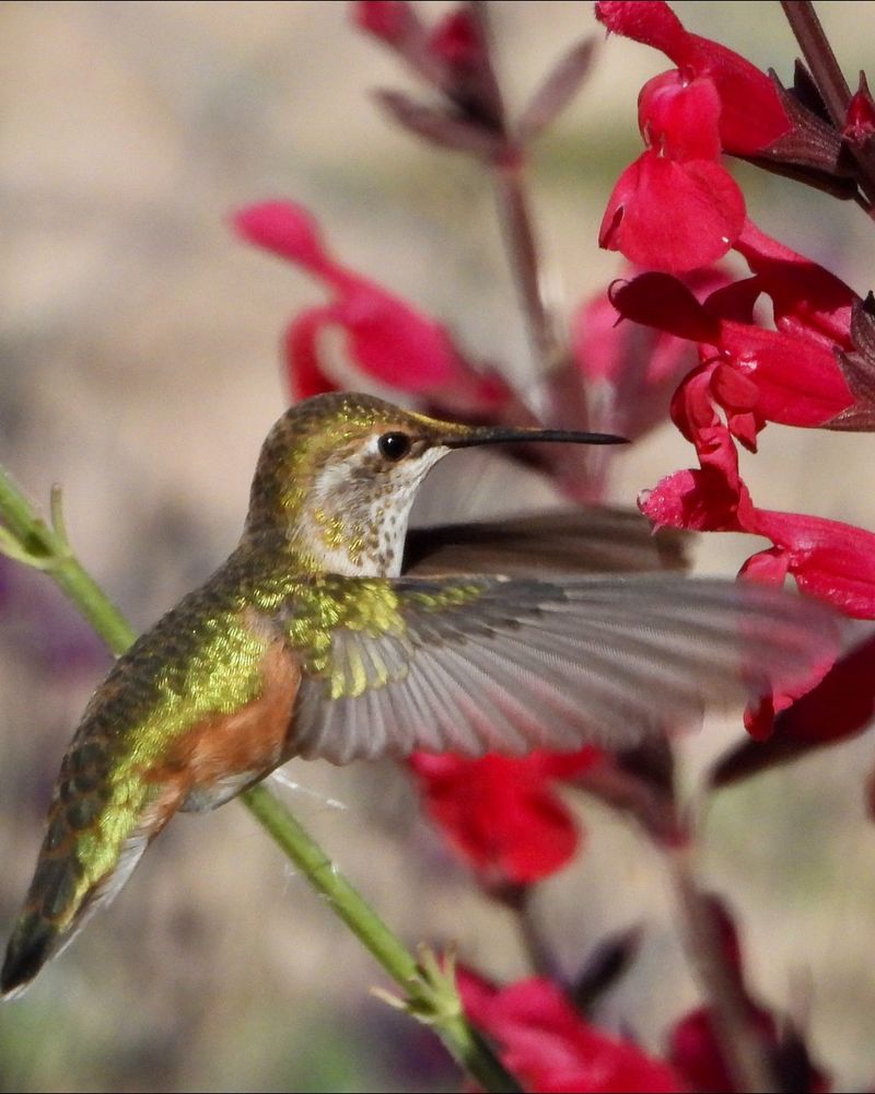 Late-Summer Flowers Give Them More Places To Feed