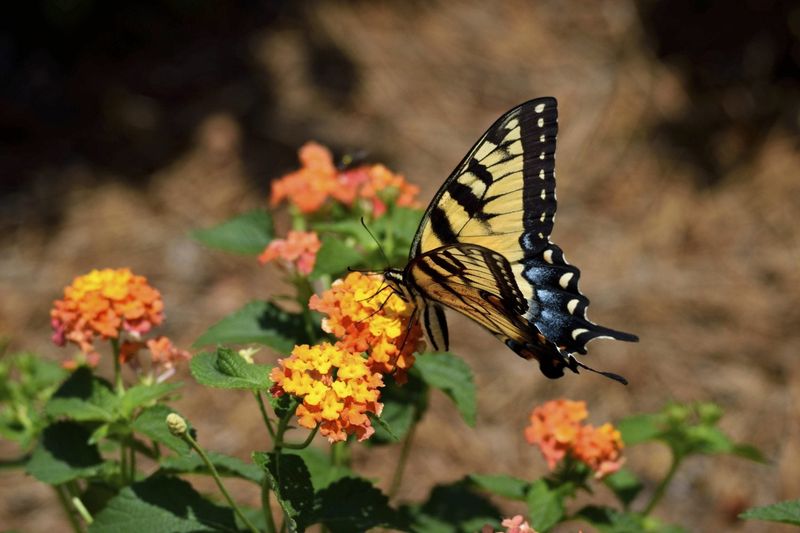 Late-Summer Flowers May Be Bringing Butterflies Closer To Your Porch