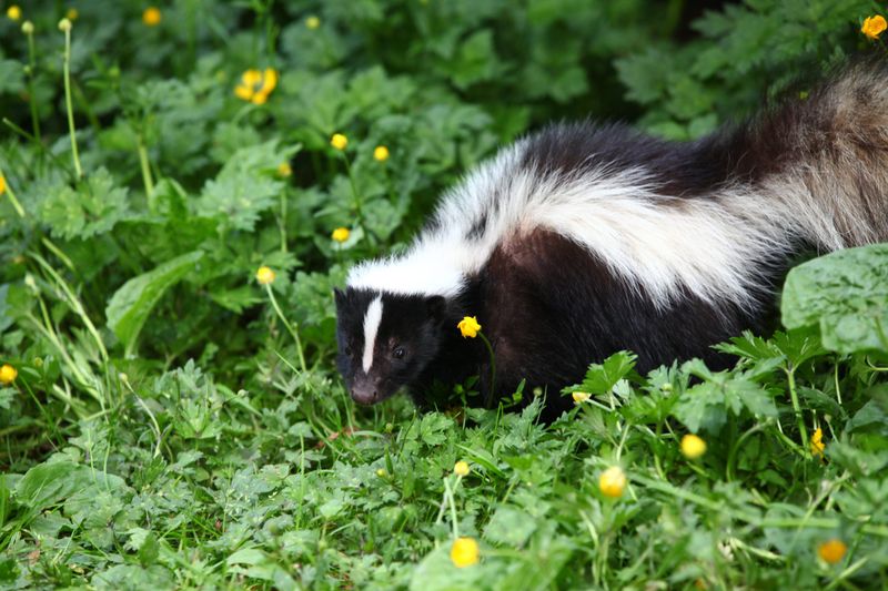 Late Summer Foraging Brings Skunks Into Yards Late Summer Foraging Brings Skunks Into Yards