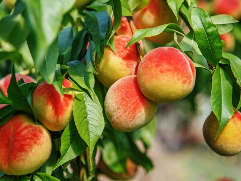 Late-Summer Fruit Can Still Be Vulnerable Late-Summer Fruit Can Still Be Vulnerable