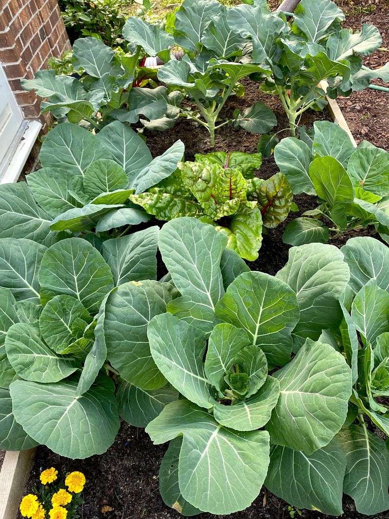 Late Summer Gives Collards A Head Start Late Summer Gives Collards A Head Start
