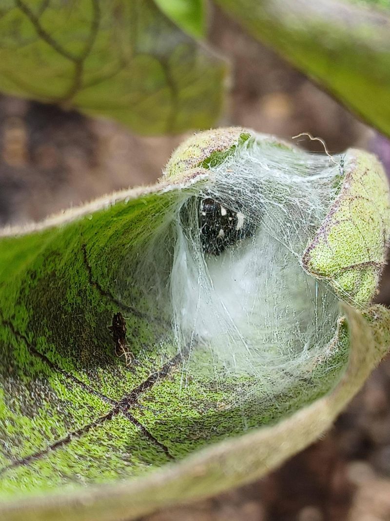 Late Summer Growth Spurts Increase Web Size Late Summer Growth Spurts Increase Web Size