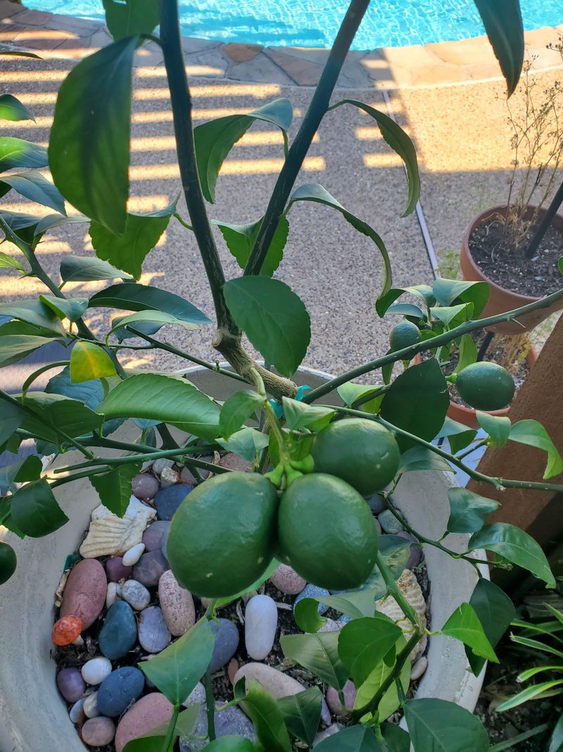 Late-Summer Heat Can Keep Lemons Looking Green